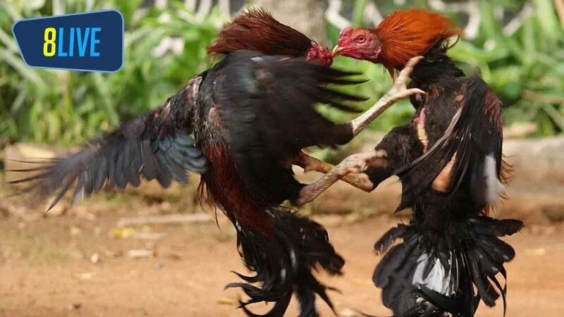 Anh em cần tìm hiểu về thông tin các chiến kê trước trận đấu