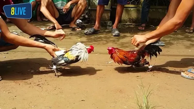 Anh em cần xem lịch sử trận đấu của những con gà trước khi vào cá cược