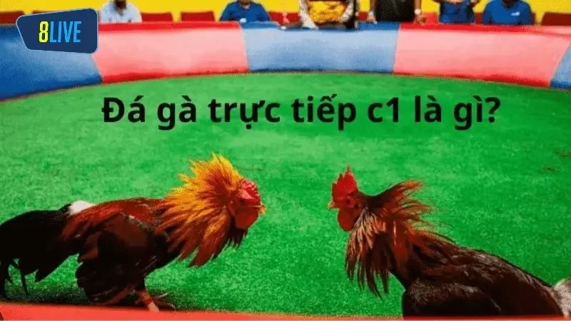 Đá gà có gì hấp dẫn