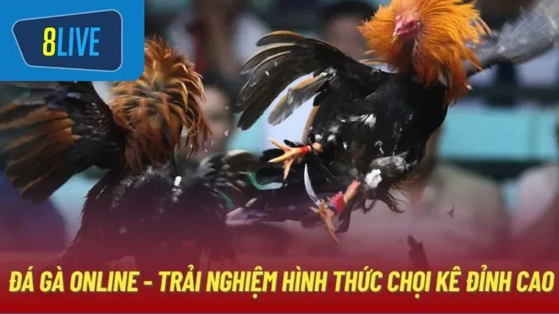 Đá gà cựa sắt là một trong những chế độ đá gà nổi bật