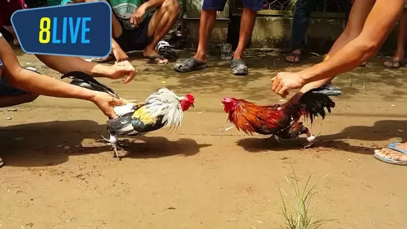 Quy mô tổ chức chuyên nghiệp